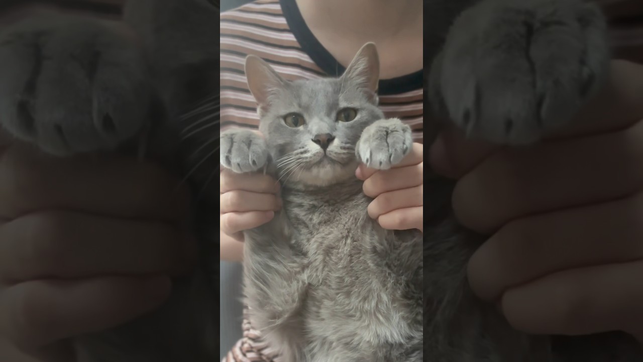 【Funky town】猫ダンス踊ってみた #shorts #猫ダンス