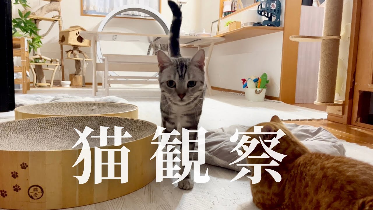 猫、観察 #猫 #マンチカン