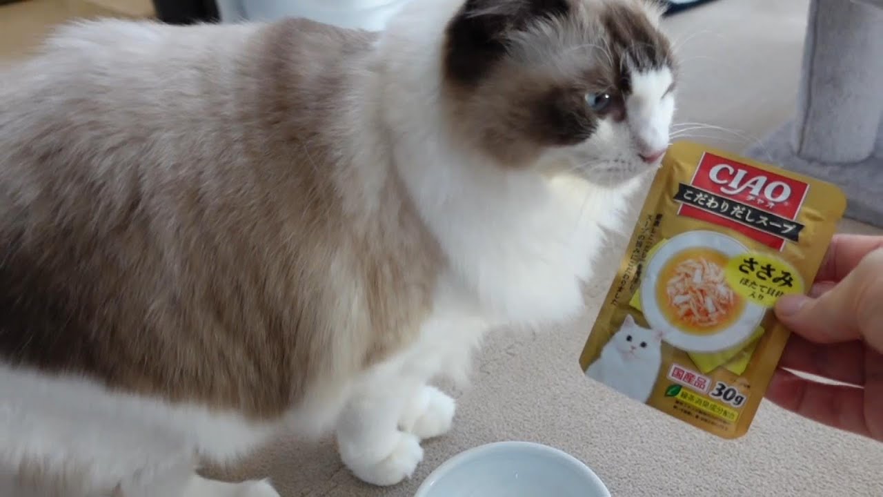 【ラグドール】今日のおやつはささみ味スープです【猫動画】