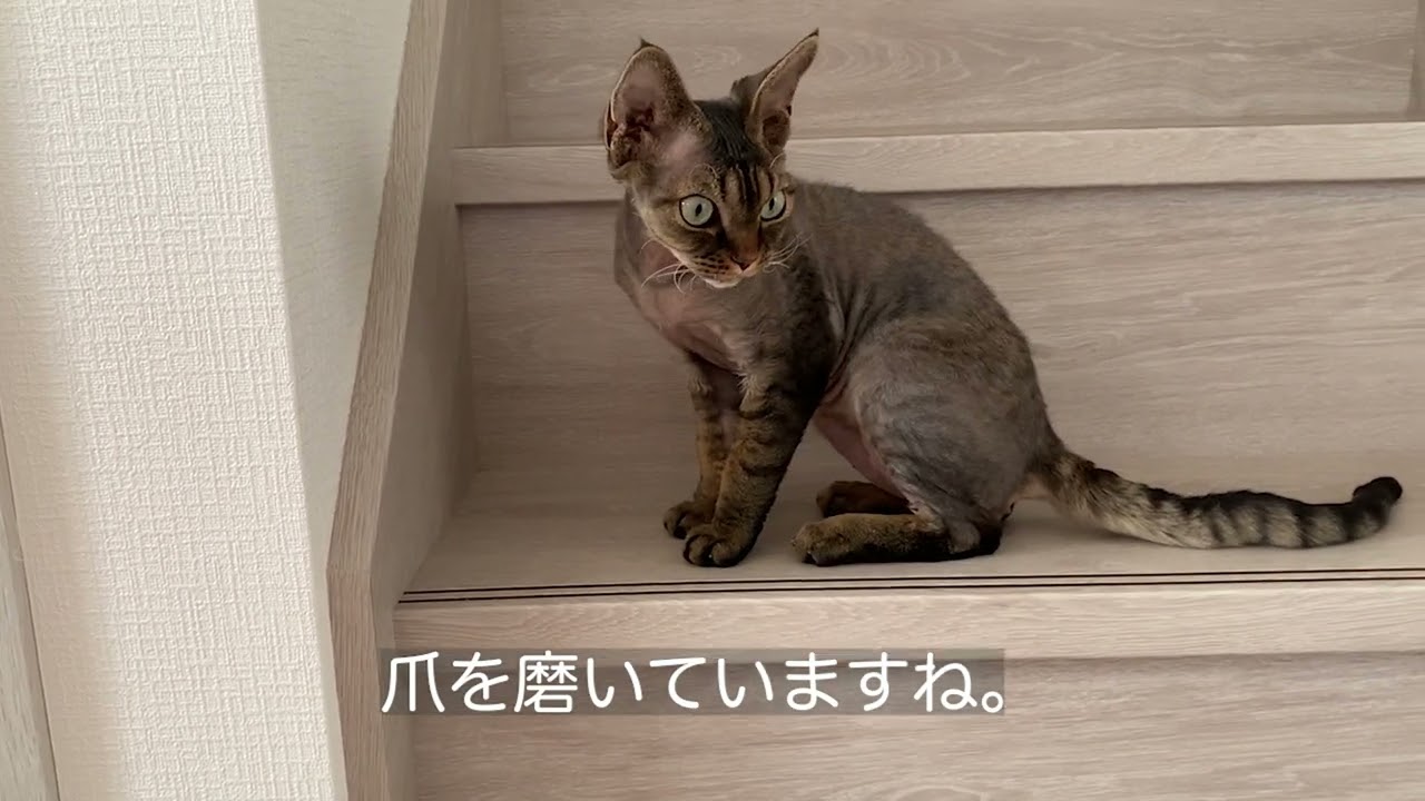 デボンレックス子猫は気まぐれです(Devon Rex kitten is moody)