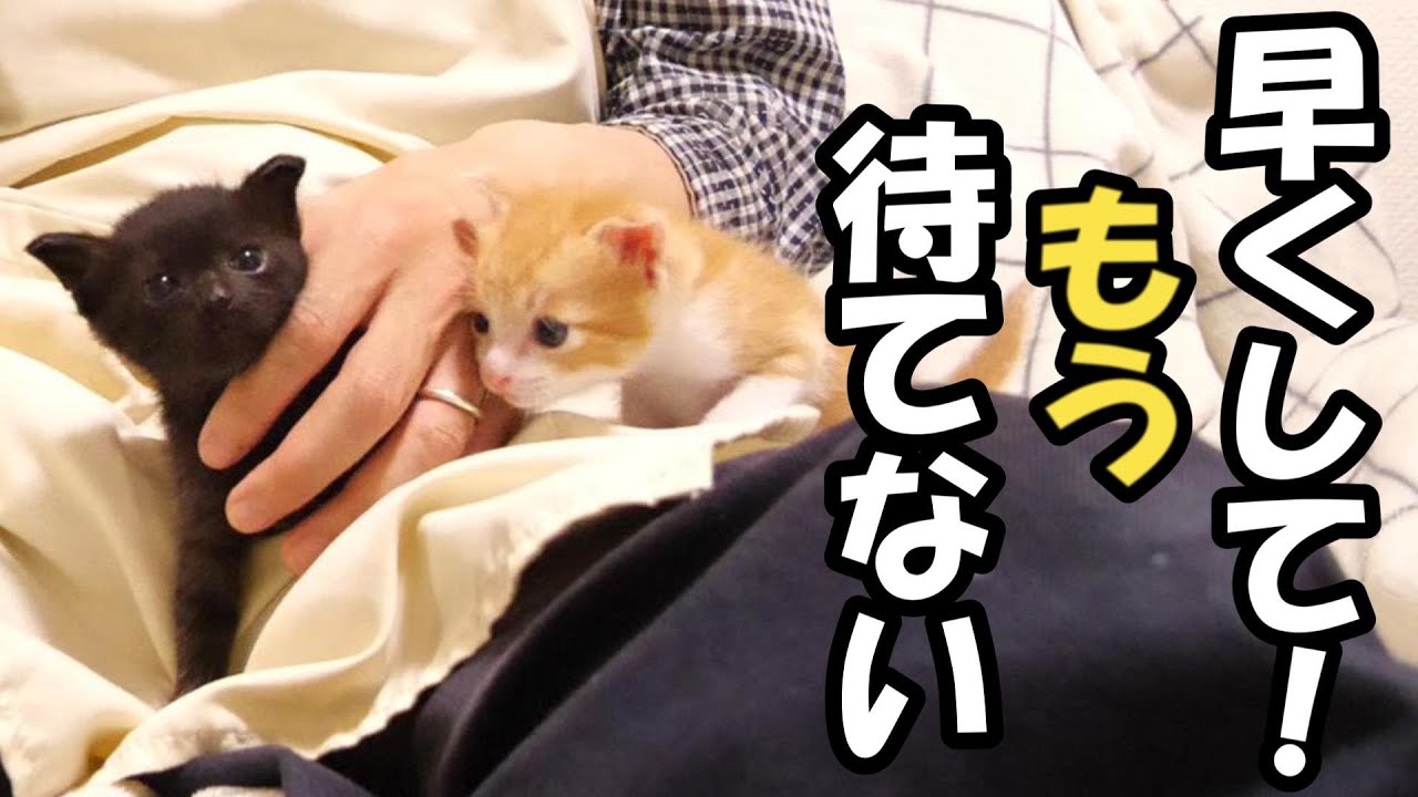 ミルクを待つ子猫がおかんむりのご様子です💦【赤ちゃん猫　保護猫】