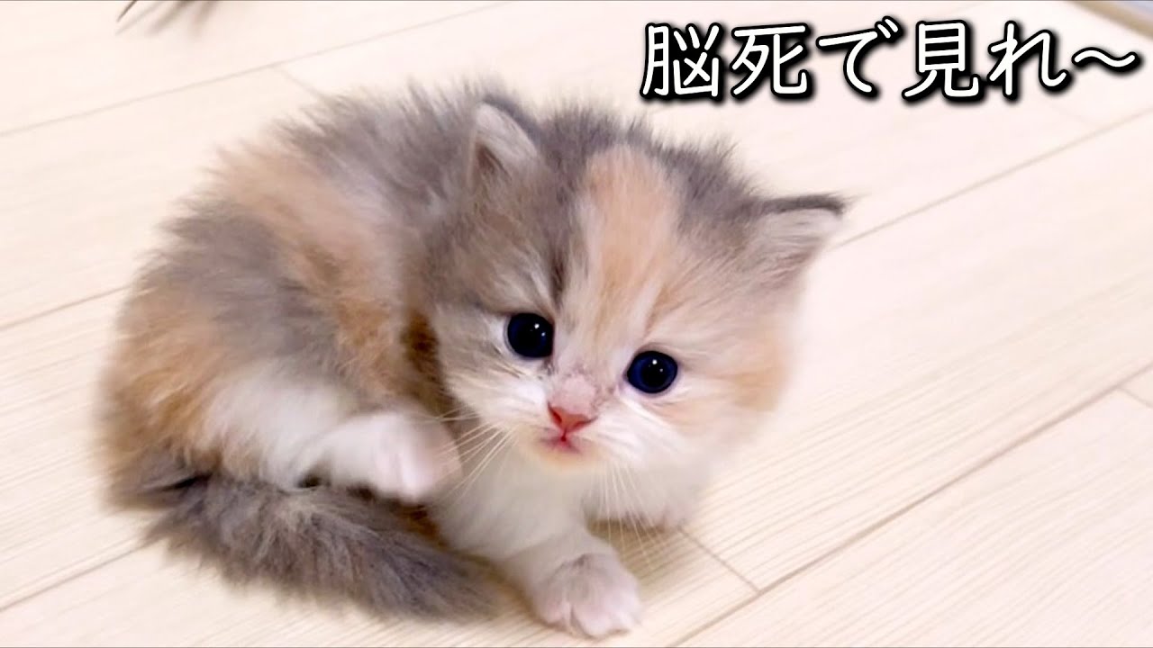 【マンチカンの子猫】脳死で見ていられる子猫達は癒しな件 ∼猫のいる生活Vol.795~ 出産動画 マンチカン短足・ミヌエット・ペルシャ猫専門ブリーダー『ペット蔵人』【子猫の成長記録】