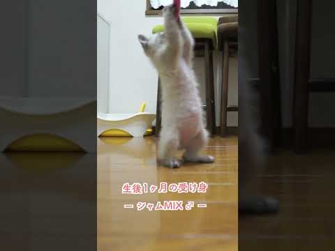 生後1ヶ月の子猫の受け身。シャムMIX #Shorts