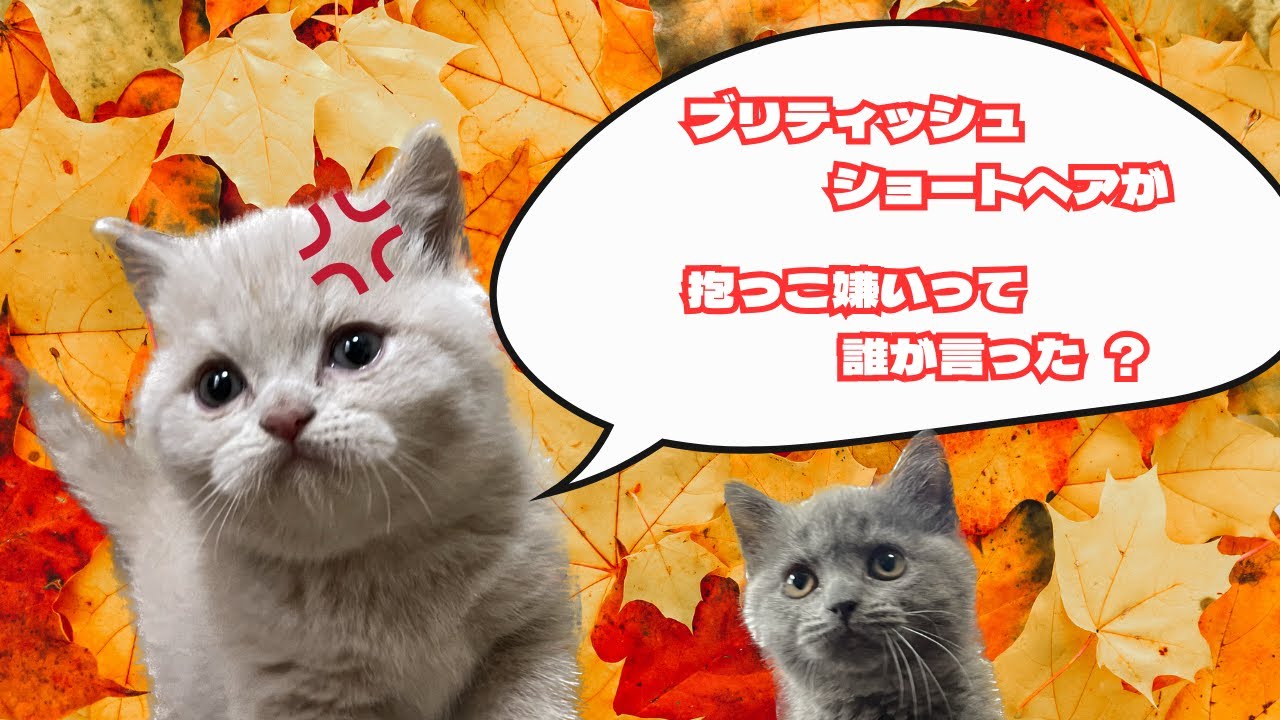 【育て上げ方で抱っこ猫にしよう】ブリティッシュショートヘアが抱っこ嫌いって有名になった、、、なんで？