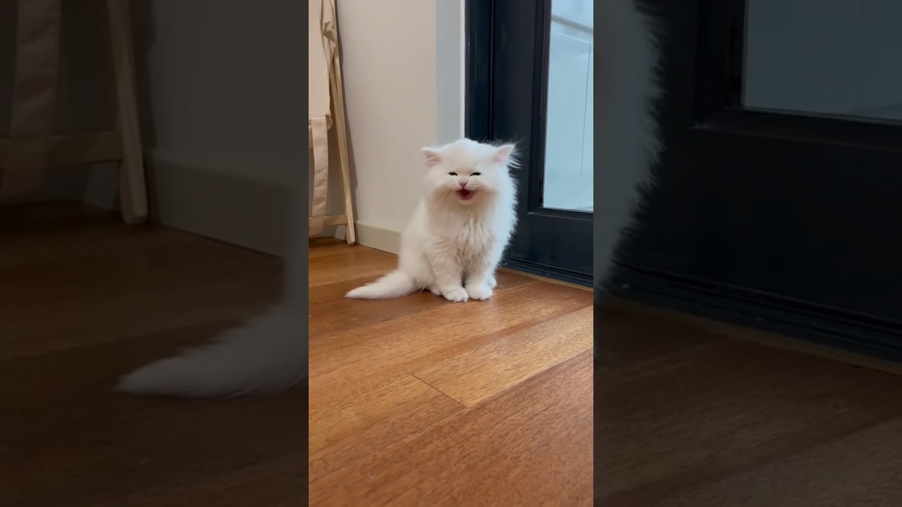 Meow ❤#meow #cats #cutekitty   #dontscroll #youtubeshorts #newfriendships #fypシ