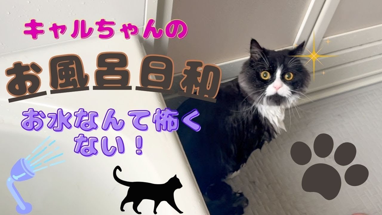 うちの猫のお風呂の入れ方！！ver.キャル　サイベリアンのお風呂事情　きままニャンコの予想外の行動！ハプニング発生！！