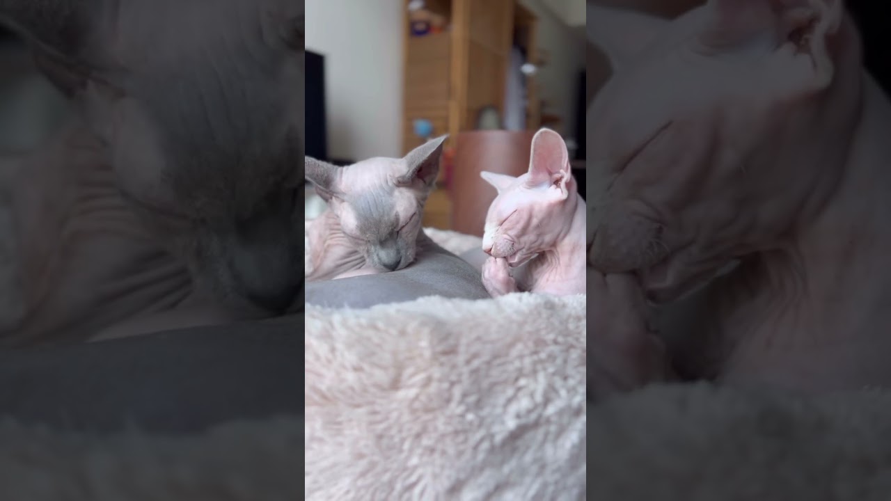 毛のない猫たちの毛繕いタイム【スフィンクス猫】