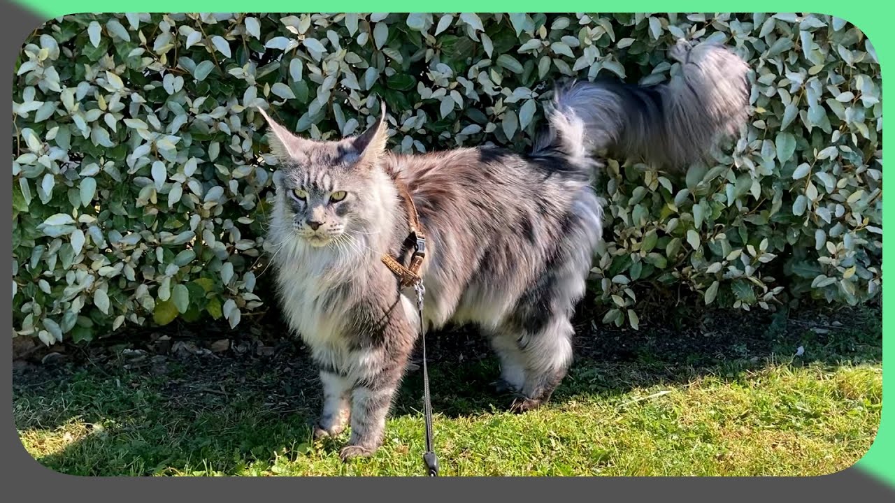🌿 Sherkan, le Maine Coon Explorateur : Aventure au Parc, Détente en Plein Air, et Plus ! 🐱☀️ V72