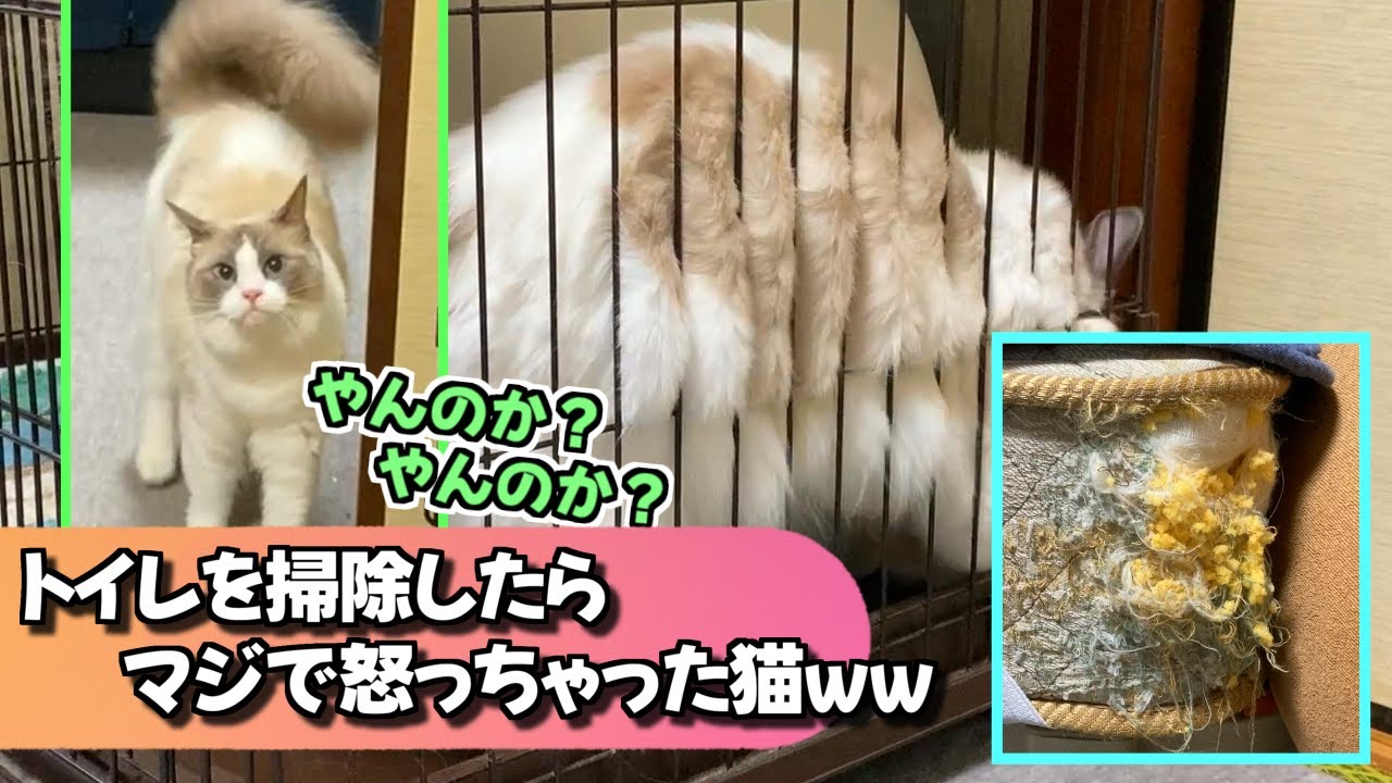 トイレを掃除すると、本性を現し・・・狂暴になったラグドールはコチラです！！【猫のナレーション】