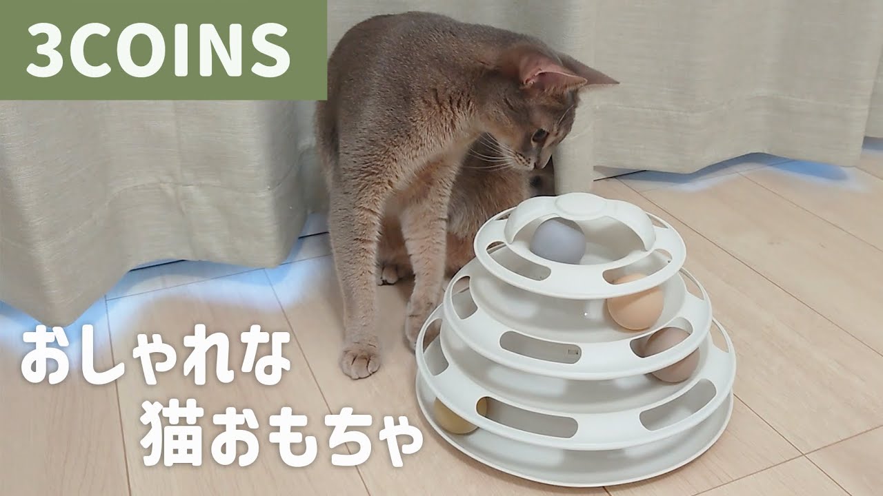 【コスパ最強】スリーコインズで買える猫おもちゃで遊ぶアビシニアン
