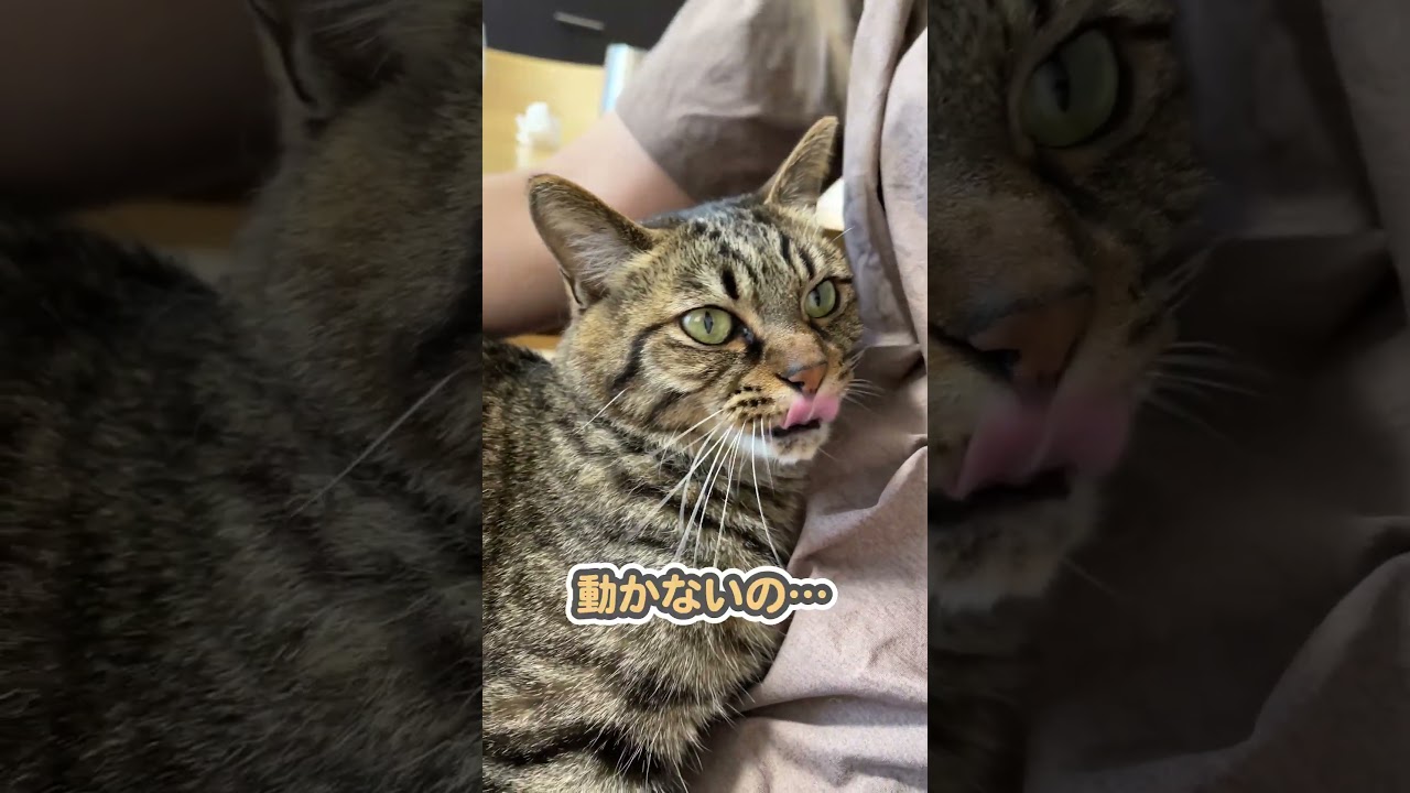 「動くなっ！」とガチで切れる猫