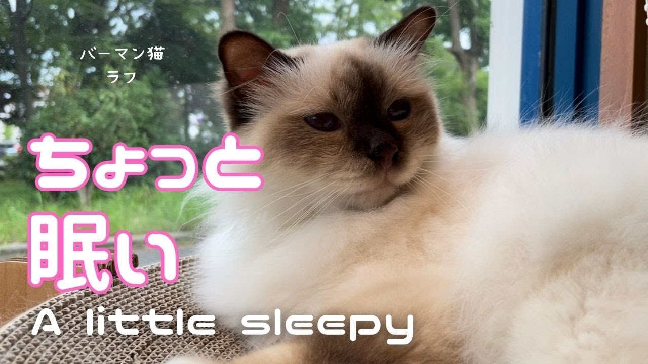 バーマン猫ラフ【ちょっと眠い】A little sleepy（バーマン猫）Birman/Cat