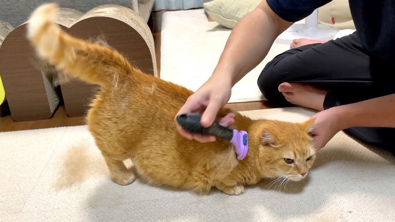 もふもふすぎる猫はメンテナンスが大変です