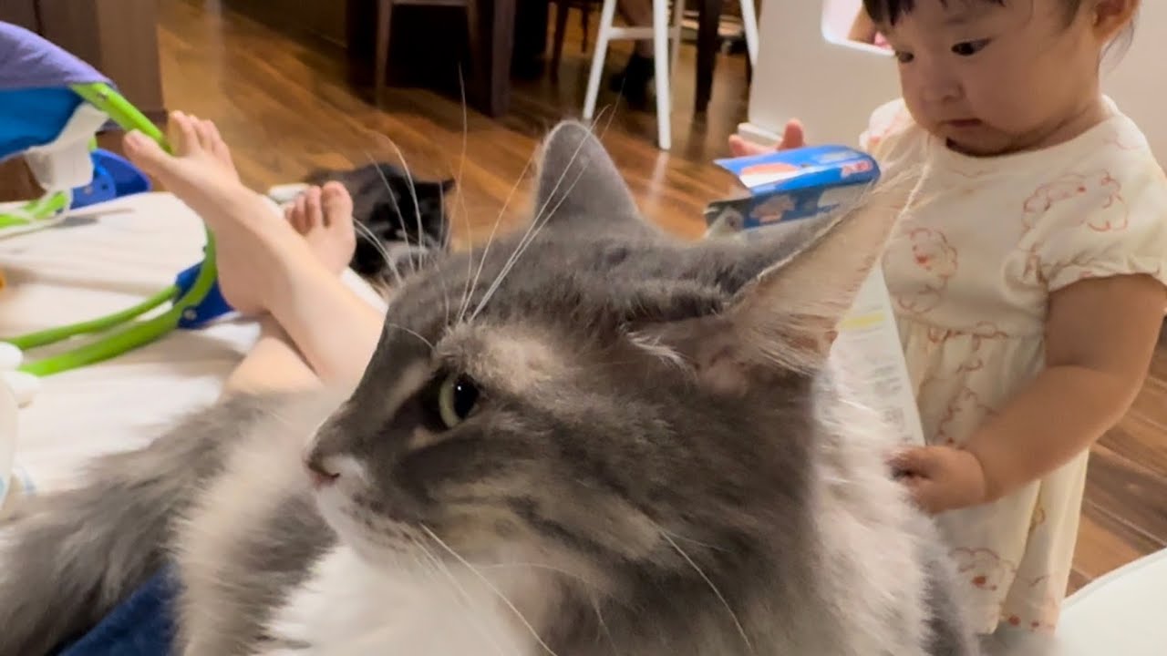 子供が寝た後は、存分に甘える猫　ノルウェージャンフォレストキャットA cat that meows cutely and is pampered. Norwegian Forest Cat.