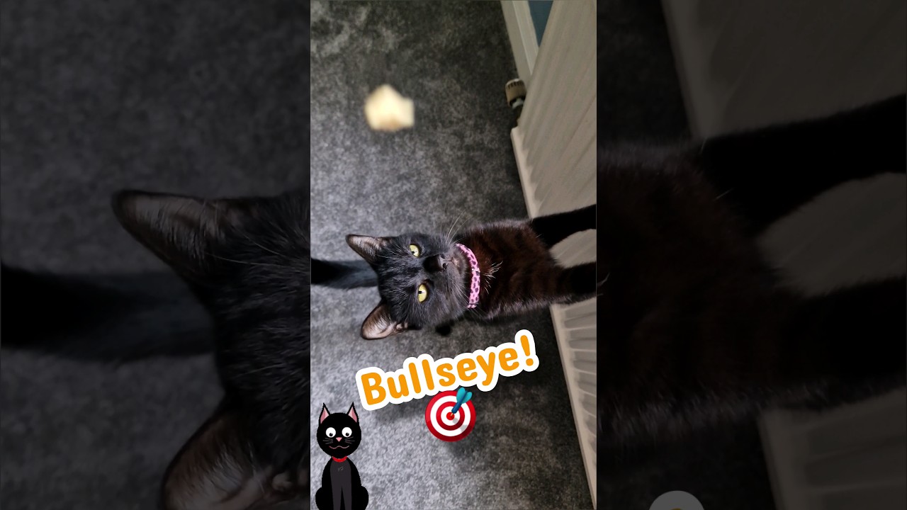 Special Delivery 🎯 #catshorts #cutecat  #kittens #cat #cats #catlover #pet #kitty #catvideos #vlog
