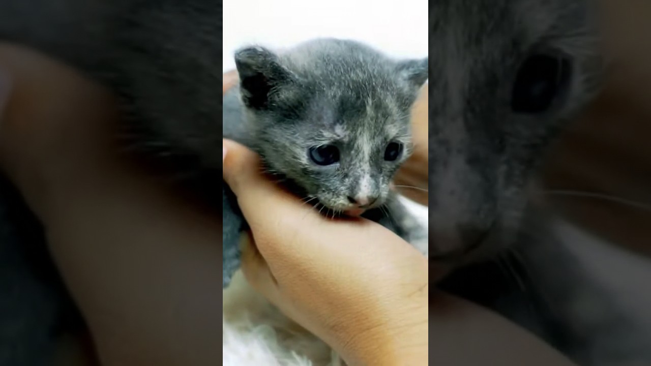 Cute baby kitten😻 #shorttailkittentv #cat #animal #kitten #shortvideo #shorts #cute #short #pets