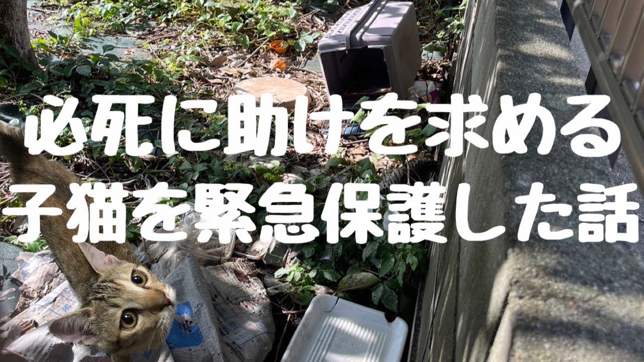 【緊急保護】劣悪な環境に捨てられた子猫を保護したら悲しい結末が…