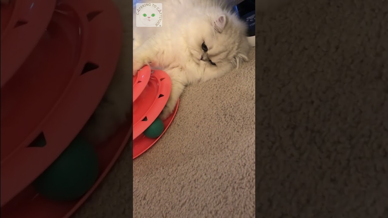 An oldie video of Phoebe operating a cat toy