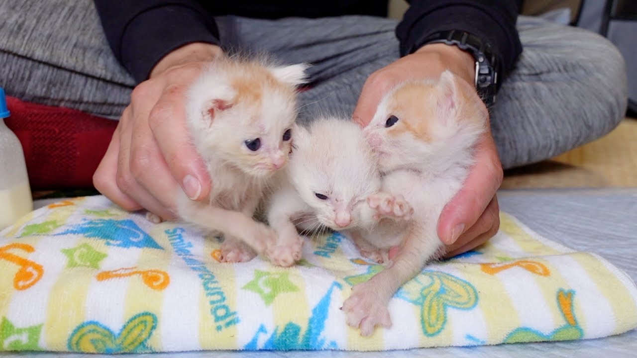 どさくさに紛れてう◯ちをもらす子猫ｗ