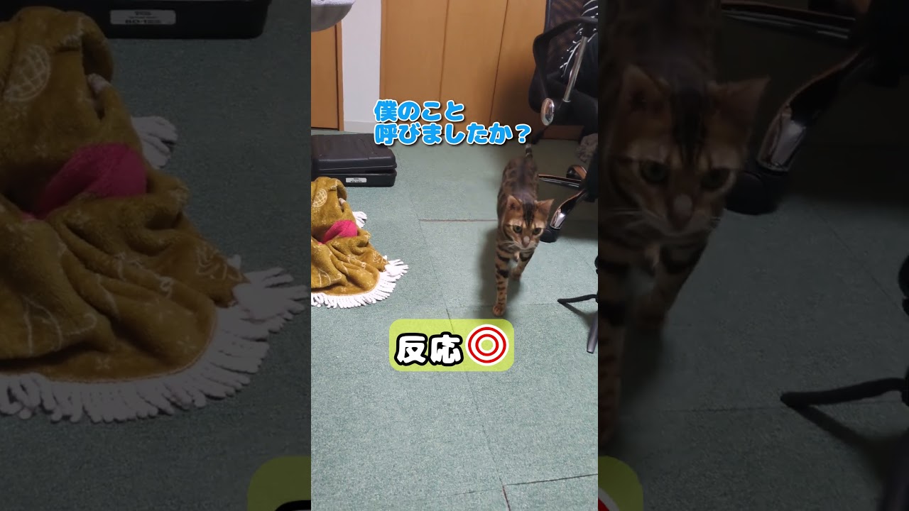 【猫】君の名は #cat #kawaii #ベンガル