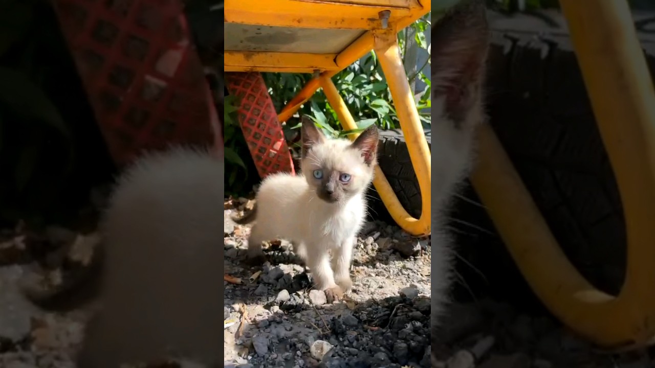 УЛИЧНЫЕ КОТЯТА