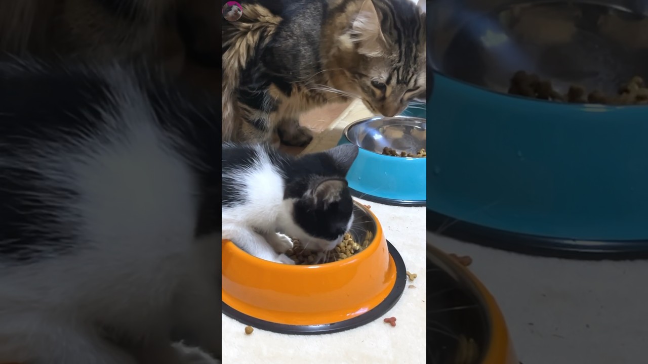 A rescued kitten eats a meal together with older cats for the first time #cats #kitten #shorts