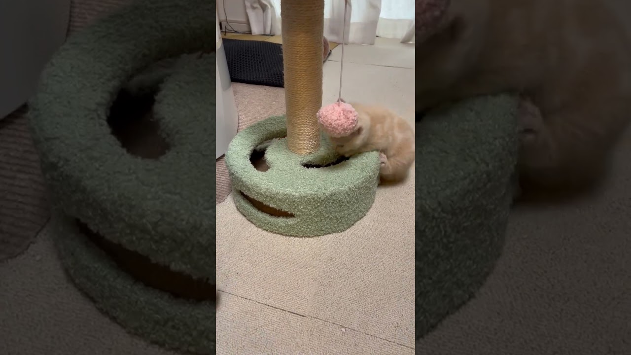 スコティッシュフォールド とても可愛く元気で人懐っこい女の子