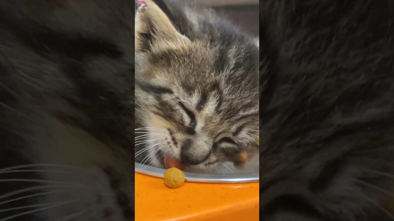 Adorable Kittens Lose Themselves While Enjoying a Meal #shorts