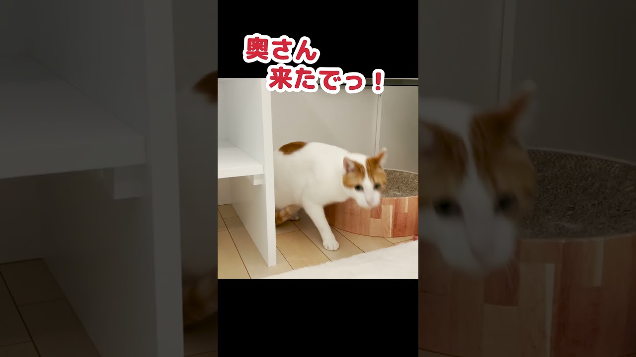 【逃亡】病院が大嫌いな猫がこちら #Shorts