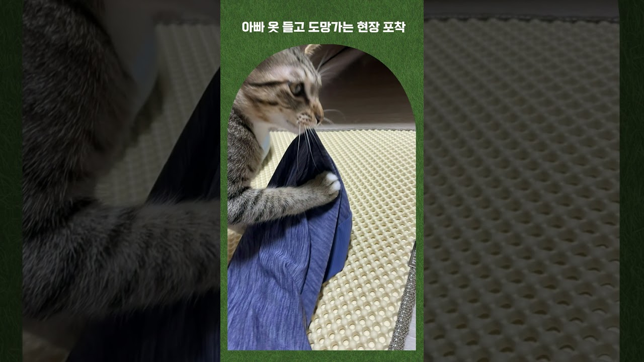 새 장난감에 신난 당무 #고양이 #개냥이