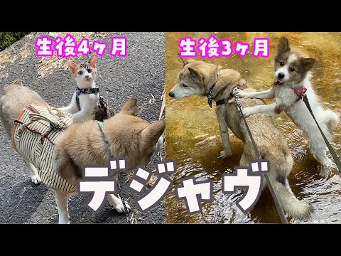 子猫達とお出かけの練習をしてたらこうなりました。
