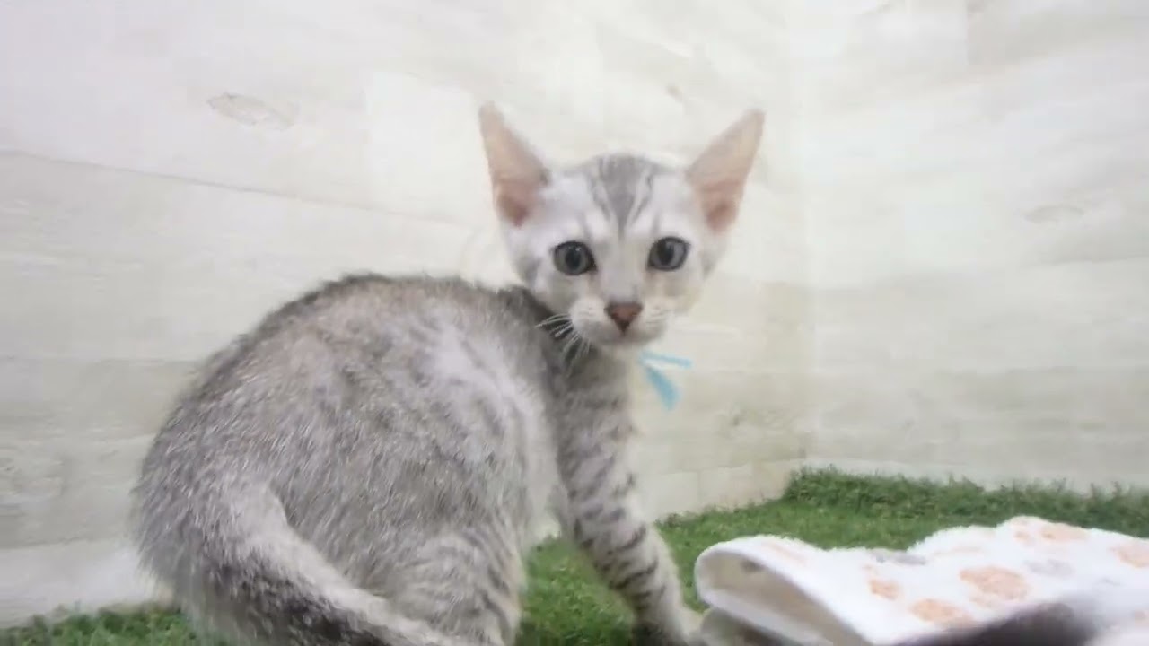 Coo&RIKU　No00648255 エジプシャンマウ