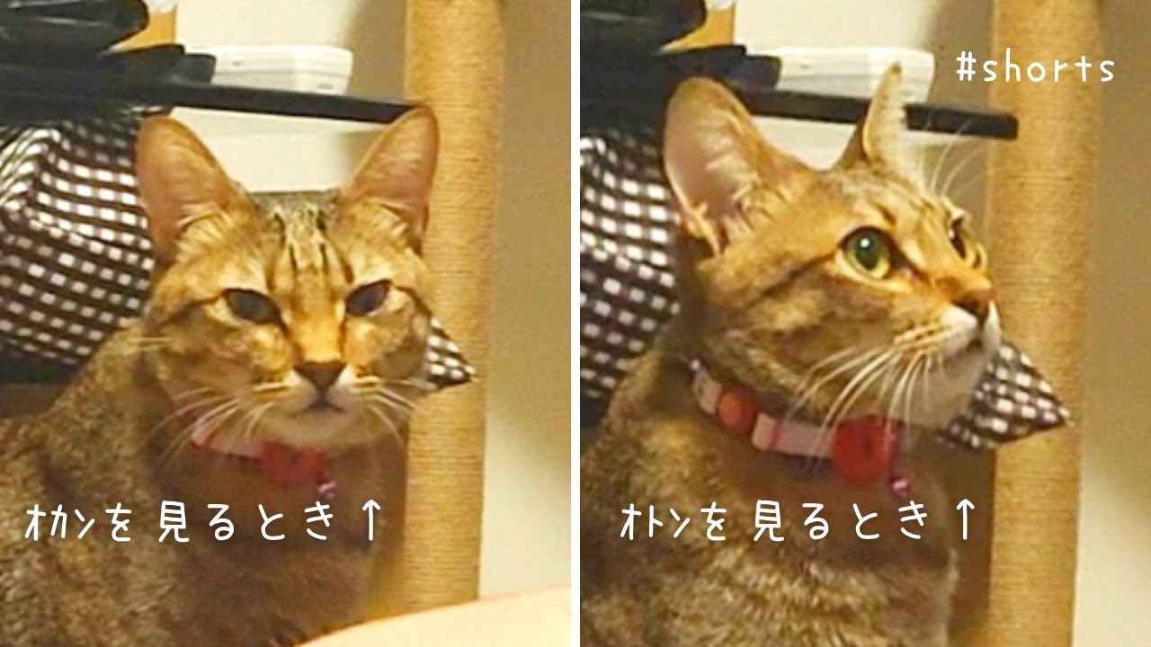 【#shorts 】飼い主によって態度を変える猫ｗ