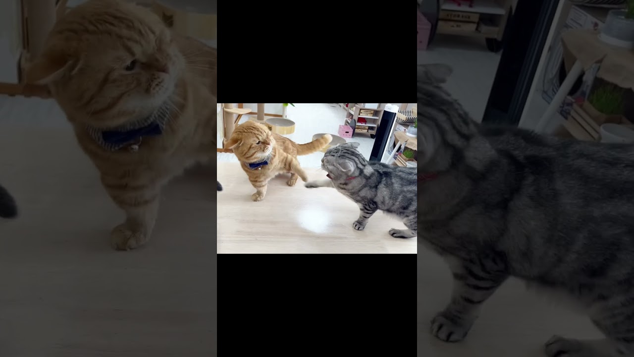 マンチカンのパンチは無限にループしても当たらない #猫 #マンチカン