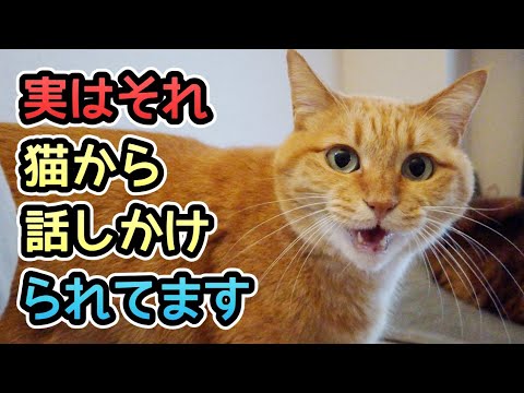 【可愛い鳴き声】猫が話しかけてくる時の気持ちを5つご紹介