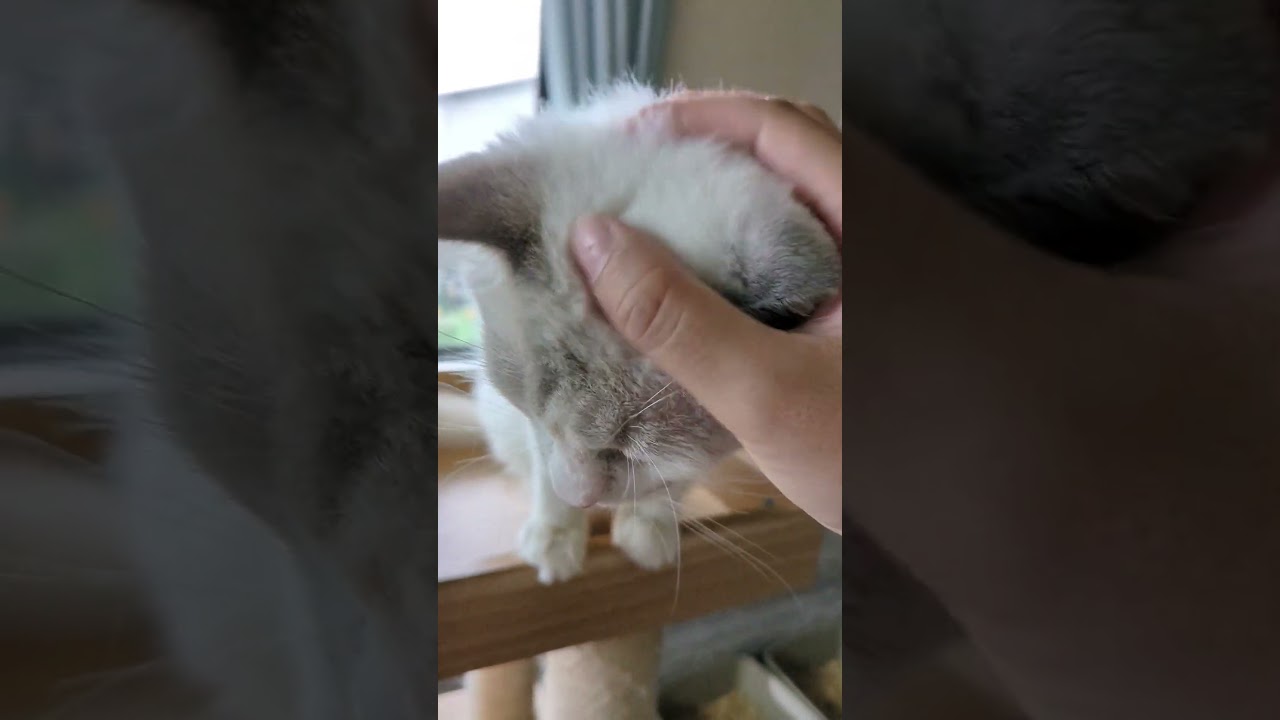 ずーっと撫でてほしいラグドールのバフェットくん