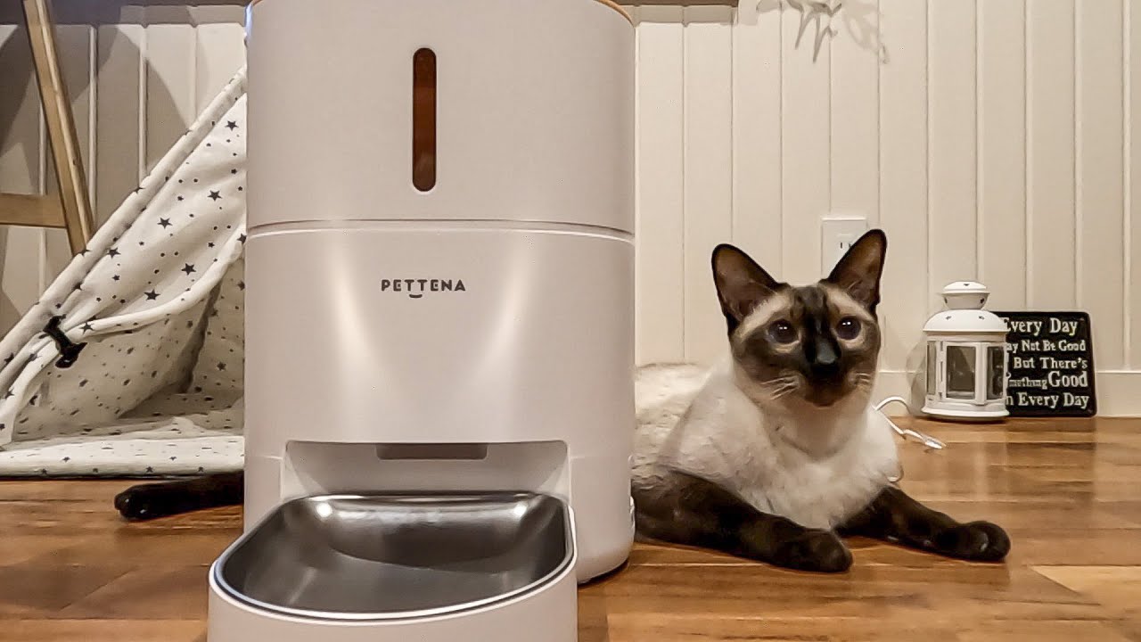 Siamese Cats Thrilled by Their New Automatic Feeder Gift! - PETTENA