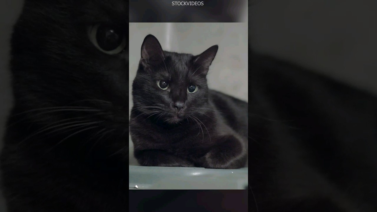 Bombay Cats are Mini Panthers? #bombaycat #blackcat #panther #cats #catsshorts