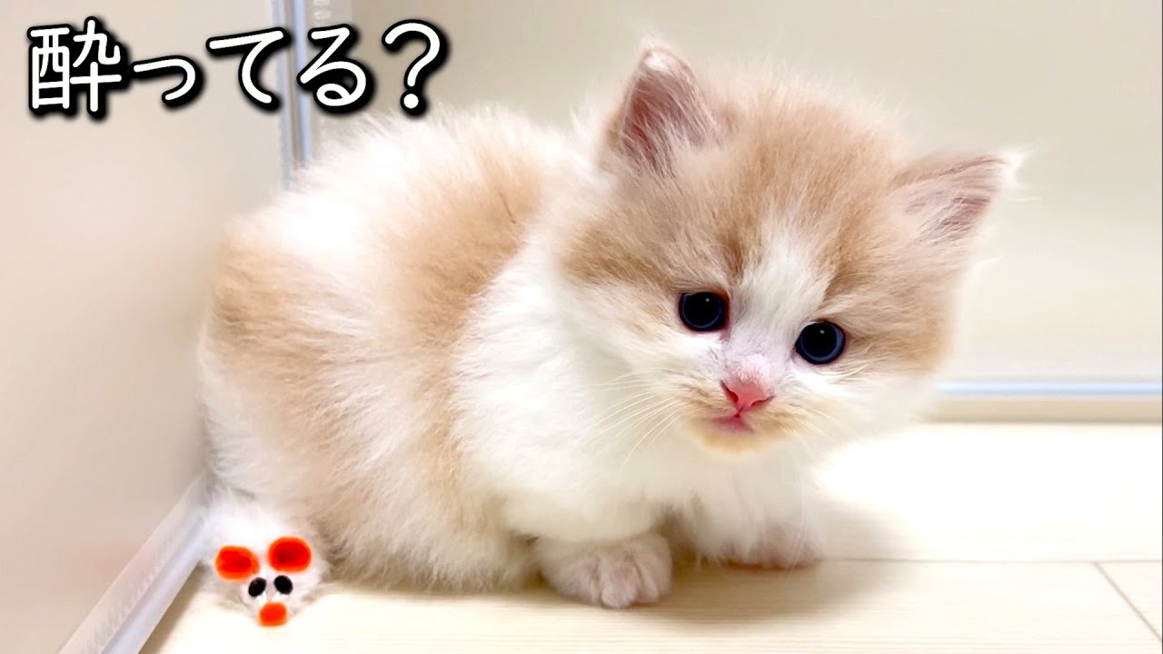 【マンチカンの子猫】酔ってんのか？と思う程の子猫の千鳥足な件 ∼猫のいる生活Vol.796~ 出産動画 マンチカン短足・ミヌエット・ペルシャ猫専門ブリーダー『ペット蔵人』【子猫の成長記録】