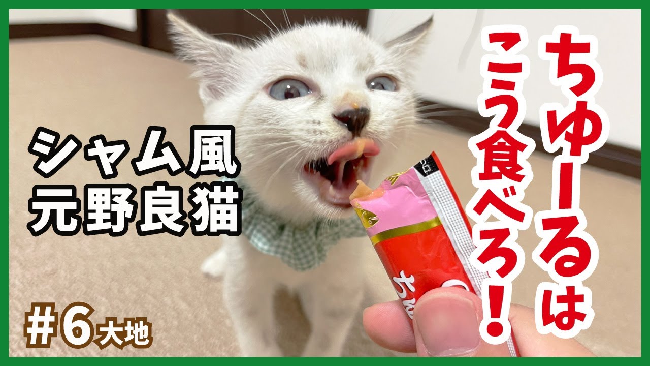 【保護 シャムミックス】元野良猫イケニャンのちゅ〜る食いの可愛さは期待通り。【野良シャム・大地6】/ Kitten  protection