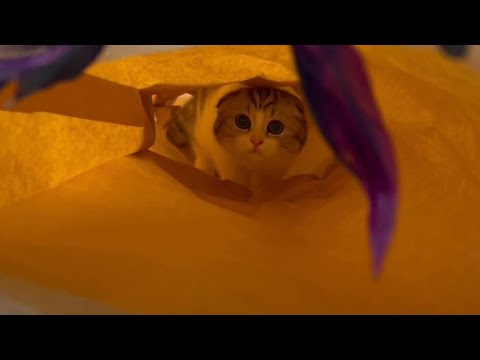 【大暴走】100均で買った猫用トンネルを出してみたら反応が凄すぎた...