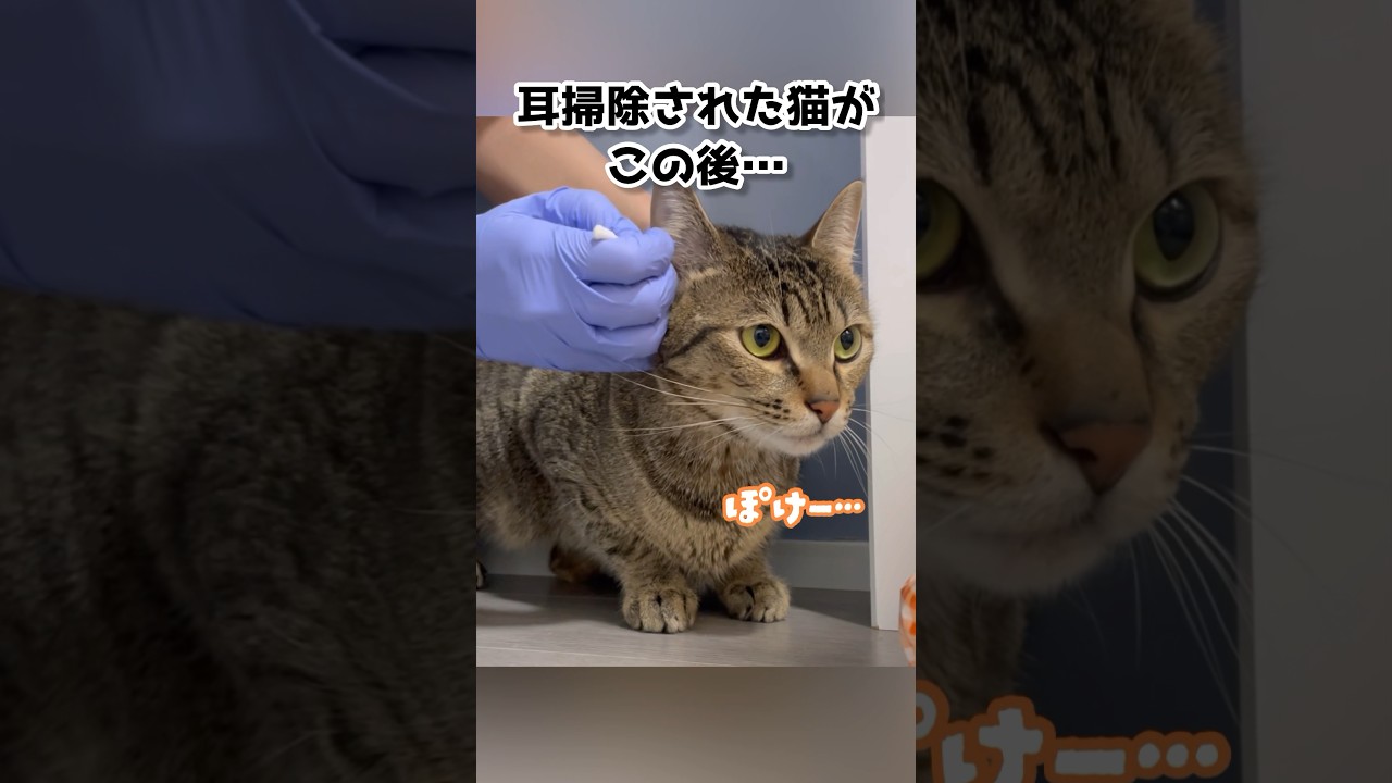 自分の耳垢の匂いを嗅いだ猫がまさかの… #shorts #保護猫 #cat #耳掃除