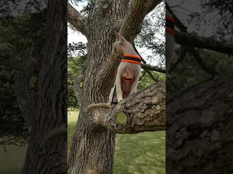 Harnais pour chat Regard Félin La Boutique© - Tre Ponti Easy Fit Mesh