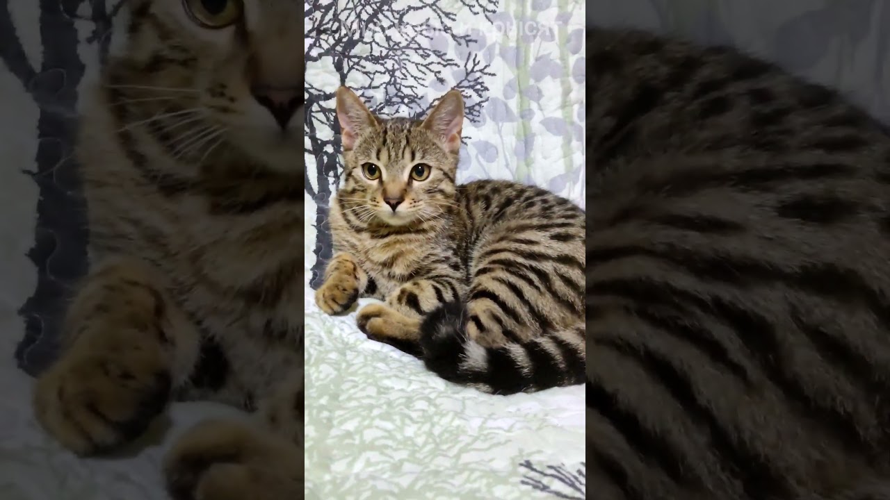 говорящий кот#shorts