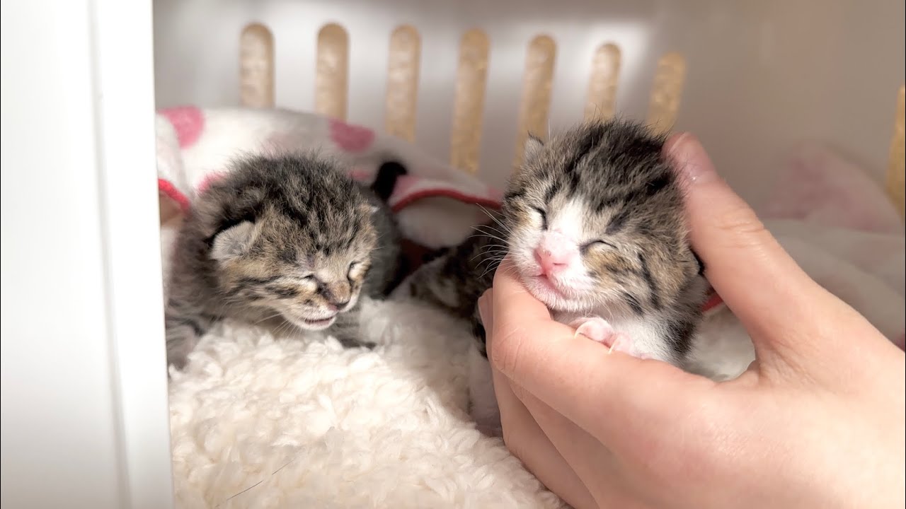 生後7日 なでなでが気持ちよくてウトウトしちゃう赤ちゃん猫【山菜兄妹#6】Baby cats getting sleepy after being petted. 子猫
