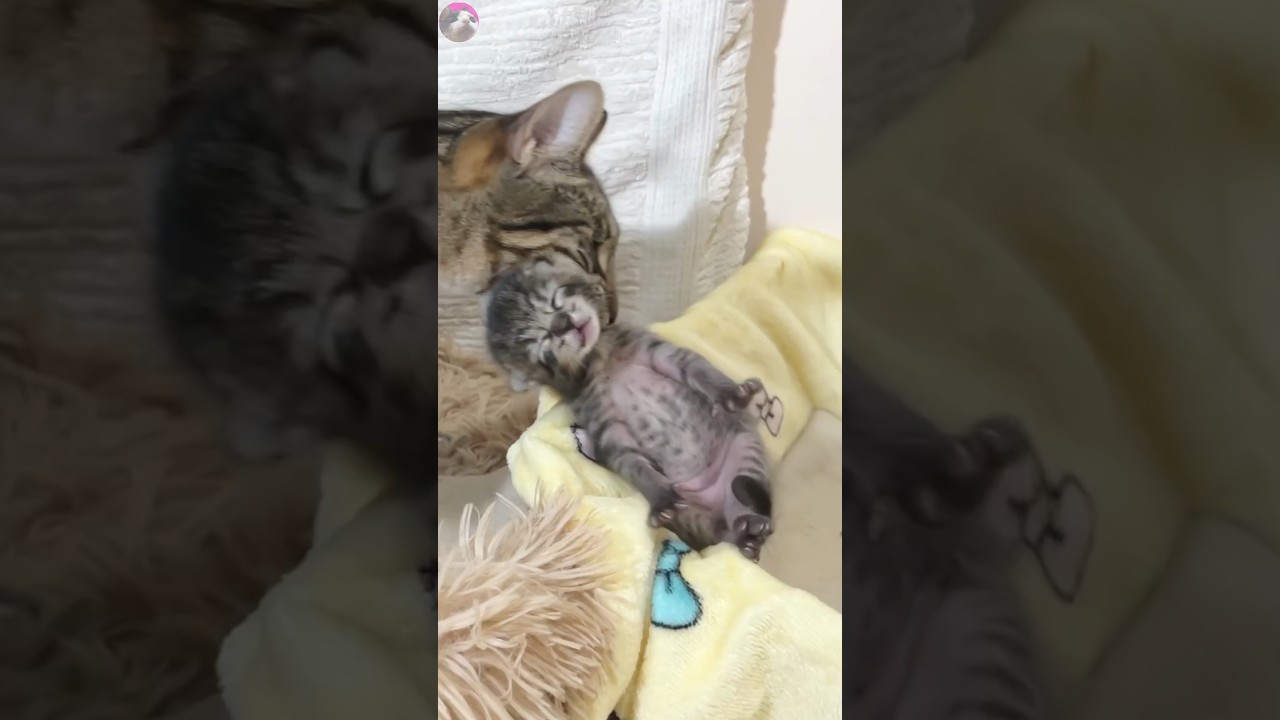 pure love🌸 #kitten #cats #shorts