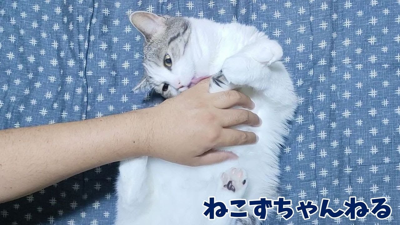 モフモフされる猫がとっても可愛いんです♪　ねこずちゃんねる629 #猫 #ねこ #cat  #スコティッシュフォールド