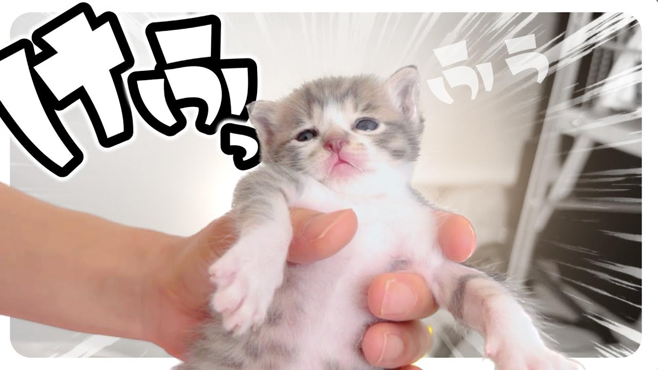 【子猫のミルボラ】ぷふぁあああ～！へふっ。ミルクを飲んで満足したようです【保護猫生活5日目】