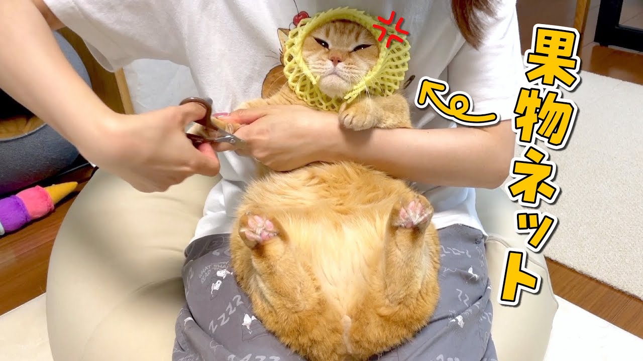 爪切り大嫌いな猫に果物ネットを被せたら大人しくなる！？