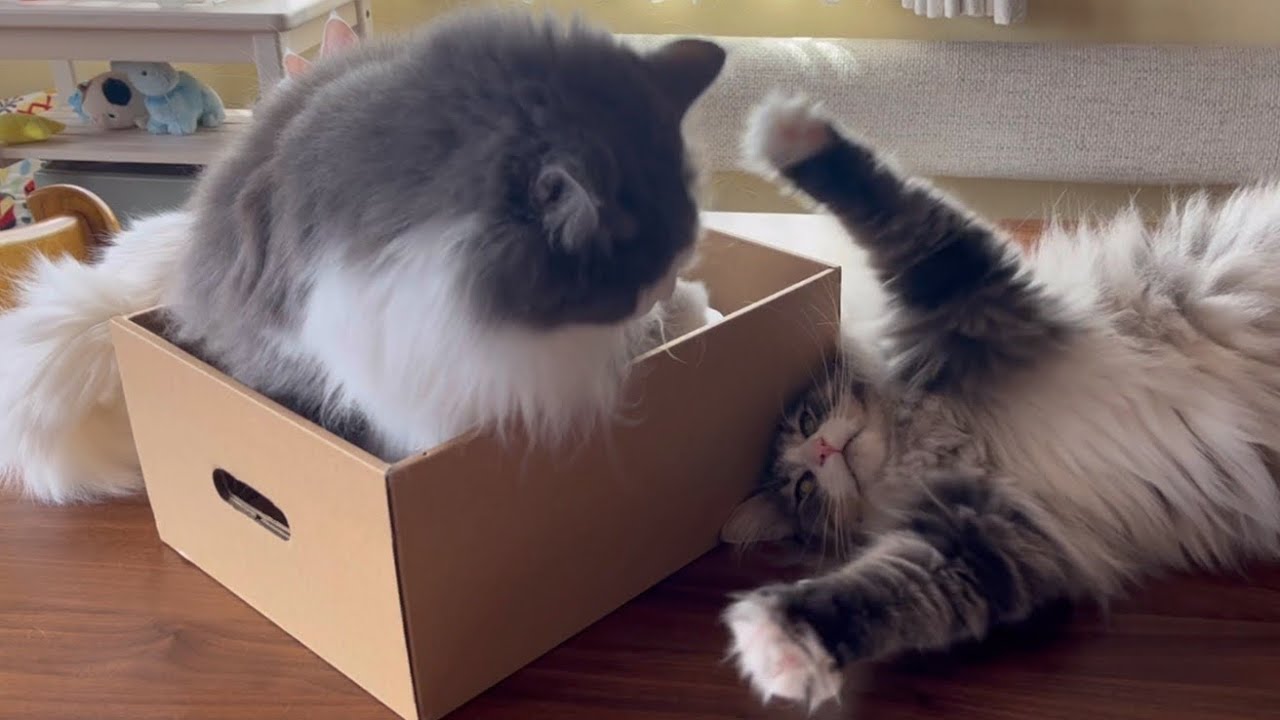 【癒し】みんなでのんびり♪ノルウェージャンフォレストキャットとターキッシュアンゴラのかわいい日常✨